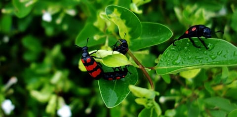 Pests are responsible for destroying one fifth of the global crop output annually. Credit: Sivakumar B/Pexels