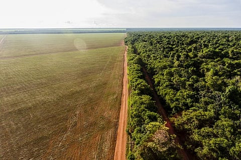 Soybean farms surrounded the Wawi Indigenous Territory in the Southeast Amazon. Rogério Assis/ Instituto Socioambiental, Author provided