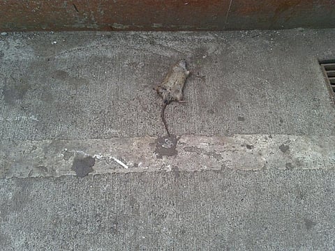 A dead rat in Colaba, Mumbai     (Photo for representational purpose only)    Credit: Flickt