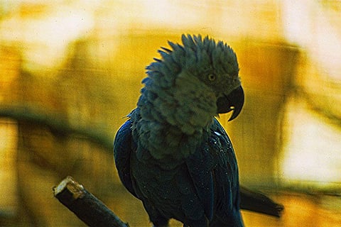 A Spix's Macaw in Vogelpark Walsrode, Walsrode, Germany in about 1980           Credit: Wikimedia Commons