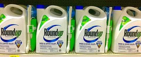 One of the world’s most popular weed killer, Roundup contains glyphosate, a chemical that has been labelled “probably carcinogenic. Credit: Jessper Media/Flickr