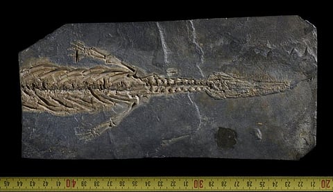 The fossil of a Mesosaurus tenuidens, which provided important clues about tectonic shifts. Courtesy of Philippe Loubry - CNRS/MNHN