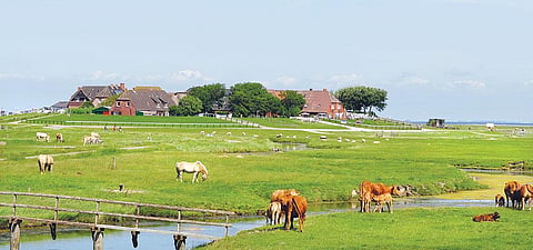 Low-lying Hooge faces constant 
threat of inundation, even by a 
high tide 