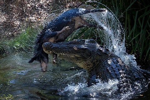 A male Saltwater Crocodile thrashes a feral pig carcass to tear it into pieces in a billabong in the Top End, Australia         Credit: Adam Britton