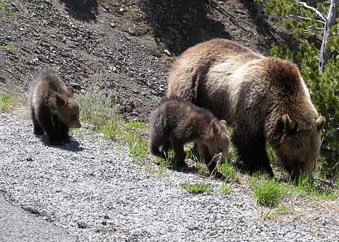 A Grizzly sow with cubs in Yellowstone          Credit: Flickr