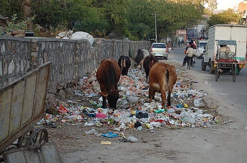 Cows at a garbage dump in Jaipur Credit: Wikipedia