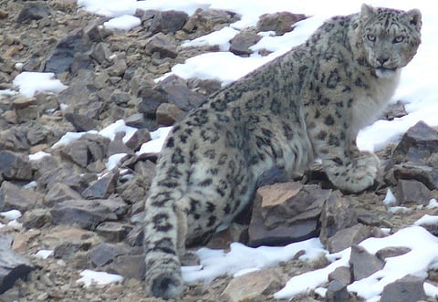 The Snow Leopard is one mammal species that could be affected by temperature increase in the high Himalayas     Credit: Orjan Johansson