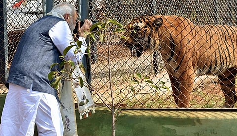 Prime Minister Modi's regime has made the process of granting wildlife clearances easier, paving the way for the entry of private entities into protected areas      Credit: Wikimedia Commons