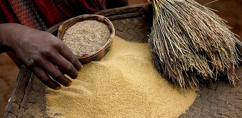 Despite being neglected millets survived, thanks to cultural associations and festivals, which played a vital role in preserving them. Credit: Vikas Choudhary/CSE