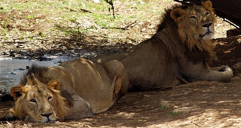 Two males resting in the shade of a tree in Gir     Credit: Getty Images