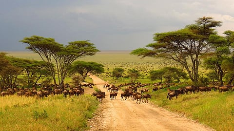 Invasive plant species threaten the livelihood of more than 50 million livestock herders in Africa. Credit: Getty images