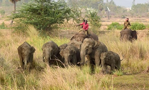 Wild elephants being chased away with the help of "Kumkis" in Srikakulam    Credit: V Sundararaju