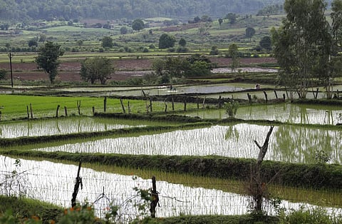 हरियाणा: धान की खेती के लिए अब नहरों से नहीं मिलेगा अतिरिक्‍त पानी