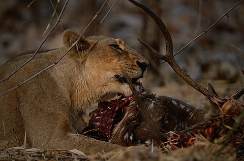 A lioness feasts on a Chital stag in Gir    Credit: Getty Images