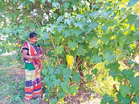 Jatropha, dubbed green gold, has lost its sheen in Chhattisgarh, which was promoted as biofuel hub in 2003 (Photo: Chinky Shukla)
