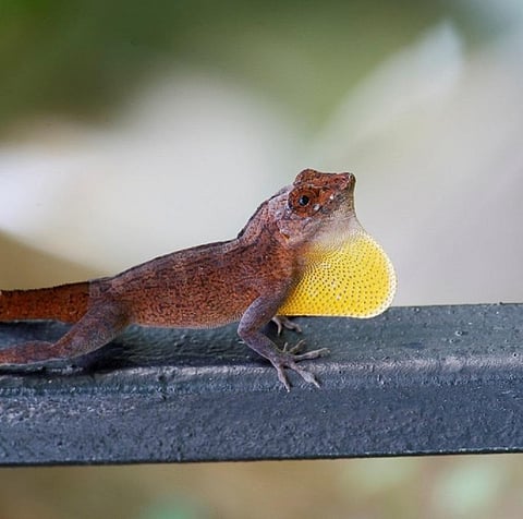 The number of Yellow chinned Anole lizards, which are commonly found in the area, have also decreased by 25 per cent. Credit: Getty Images