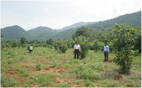 A Cashew plantation raised under ITDA in Srikakulam's Bhamini Mandal   Credit: V Sundararaju