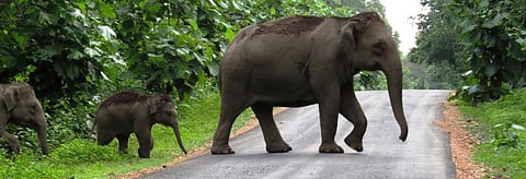 An elephant herd crossing a road near the Dandeli-Anshi Tiger Reserve in Karnataka, adjoining Goa.  Credit: Wikimedia Commons