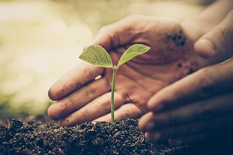 It takes 20-25 years for a sapling to become a tree. Credit: Getty Images