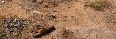 Dogs are carriers of the canine distemper virus which gets transferred to lions when they feed on the same carcass or through common water bodies.
