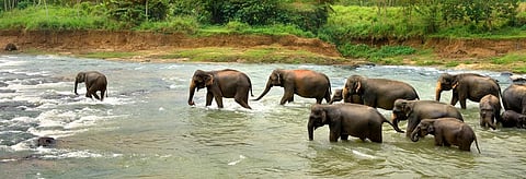 A herd of elephants crossing a jungle river     Credit: Getty Images