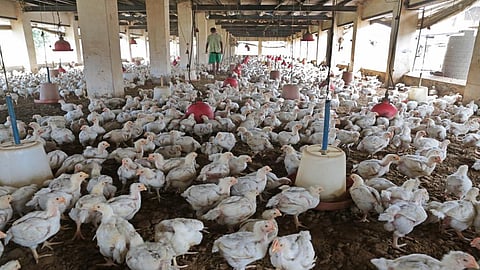 The ban on preventive mass medication by the EU sets an example for other countries on how to fight antimicrobial resistance. Credit: Vikas Choudhary/CSE
