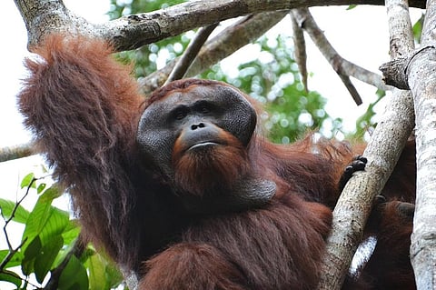 Orangutans of Borneo are one of the examples cited in the report     Credit: Wikimedia Commons