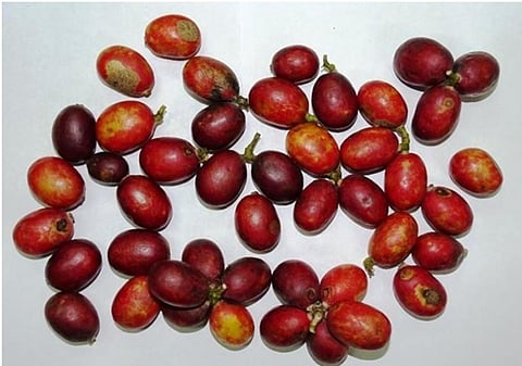 Freshly harvested blood fruits. Credit: India Science Wire