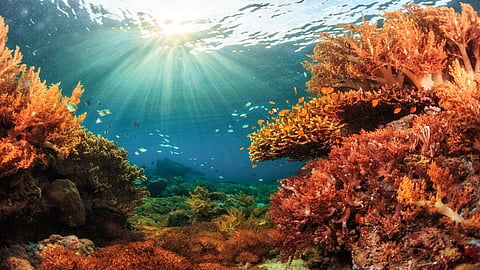 in the northwest Atlantic Ocean, adjacent to Europe, 40 to 100 per cent of the seafloor has been dissolved at the most severe locations. Credit: Getty Images
