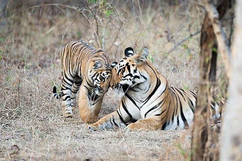 A tigress and her cub     Representational photo     Credit: Getty Images