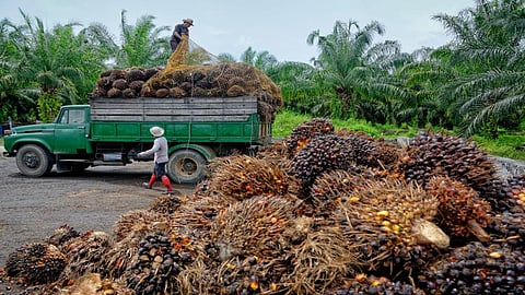 The communities are located in the Lokutu plantations area in Tshopo and Boteka provinces. credit: Getty Images