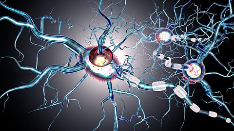 Picture for representation only; Autoimmune disorders, where the body’s immune system goes rogue and attack healthy cells, are very difficult to treat. Credit: 