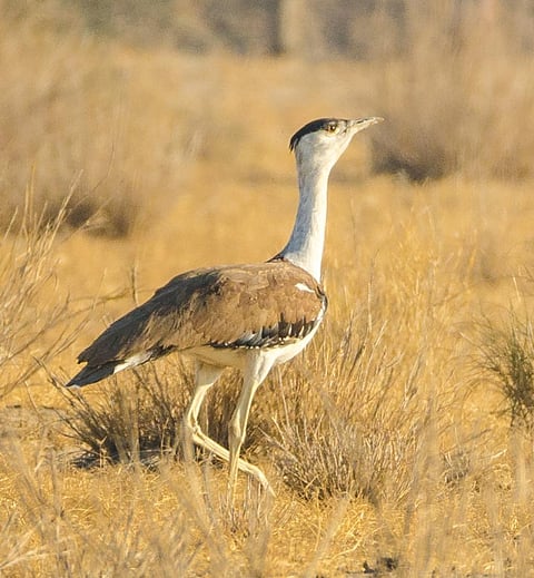 A Great Indian Bustard    Credit: Wikimedia Commons
