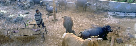 In MP, there are around 1,300 cowsheds but most are in a pitiable condition. Credit: Pradip Saha/CSE