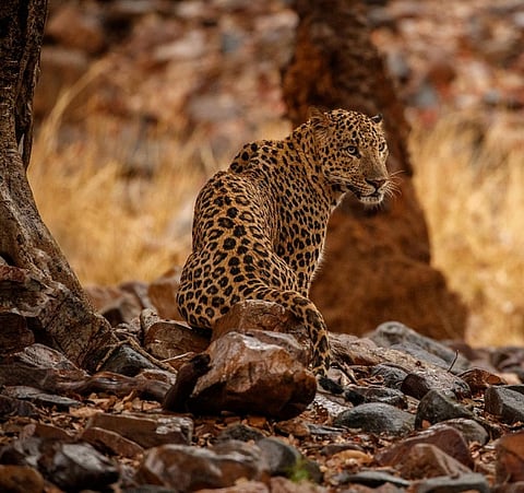A Leopard in the rain.   Credit: Getty Images 