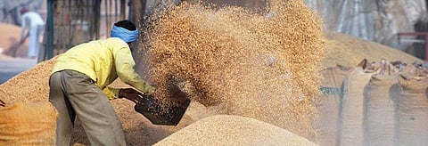 The US has a  policy to first feed its people and livestock, and then export it. India does not have such a policy. Credit: Agnimirh Basu/CSE