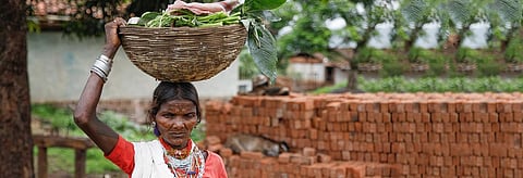 Between 2001 and 2011 census reports, the number of tribal cultivators reduced by 10% while number of agricultural labourers increased by 9%. Credit: Vikas Choudhary/CSE