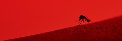 As Kolkata counters dengue deaths WB health & family welfare dept take a slew of steps. Credit: Getty Images 