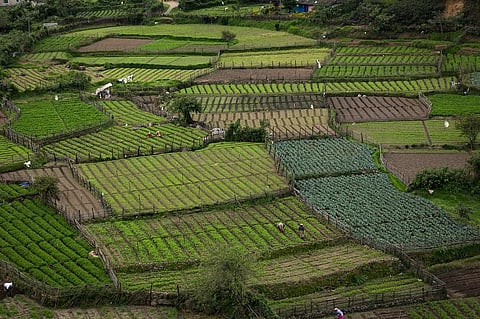 In Goa, it’s the small and marginal farmers who have been most involved in this land fragmentation. Credit: Getty Images