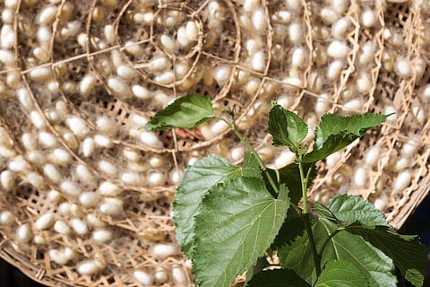 Many tribals of Keonjhar district have been generationally engaged in small- time tasar rearing. Credit: Getty Images