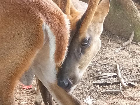 Genetic study reveals presence of rare sub-species of hog deer