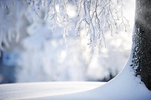 During the active growth period, the sensitive tissues of plants are vulnerable to frosts. Credit: Getty Images 