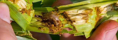Fall Armyworm in damaged corn shoot. Credit: Getty Images