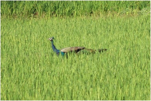 A peacock in a paddy field. Credit: India Science Wire