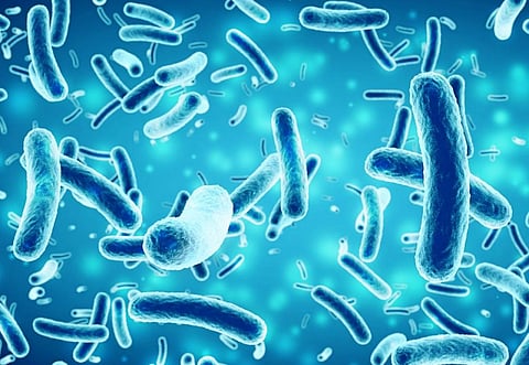 Representational photo of bacteria. Credit: Getty Images