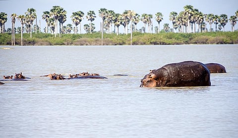 A hippo pod in the Selous Game Reserve, Tanzania. Credit: Getty Images