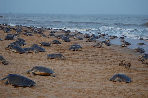 A file photo of mass nesting of Olive Ridley sea turtles at Gahiramatha beach in Odisha. Credit: Ashis Senapati