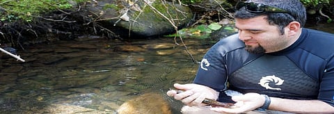 A researcher releases an Eastern Helbender in a US stream. Credit: Wikimedia Commons