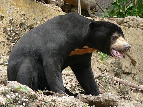 A sun bear. Credit: Wikimedia Commons