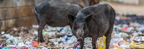 Two pigs standing in garbage by a road in Bengaluru, Karnataka. Credit: Getty Images